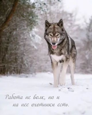 Фото с волками и загадочными символами