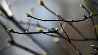 Весенние фотографии: новые изображения для скачивания