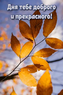 Фотографии осеннего дня в HD качестве