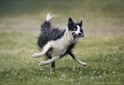 Фото животных - лучший способ поднять настроение