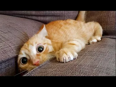 Изображение смешной кошки в 4K качестве для скачивания