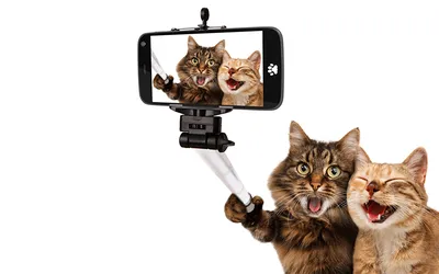 Скачать бесплатно новое фото смешной кошки в формате JPG с полезной информацией