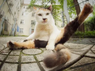 Фото смешной кошки в формате PNG для скачивания с полезной информацией