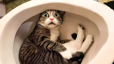 Скачать бесплатно новое фото смешной кошки в формате JPG с полезной информацией о кошках
