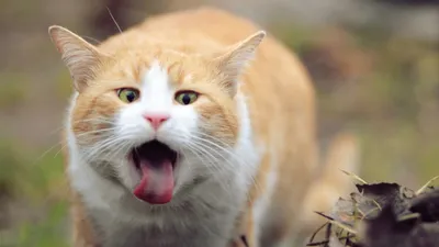 Уникальные моменты: фотографии смешных кошек, которые нельзя пропустить