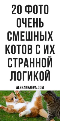 Кошачьи анекдоты: фото, которые поднимут настроение в любой момент