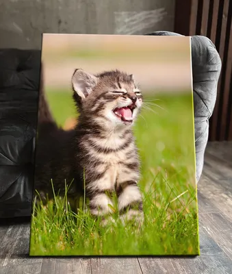 Кошачьи комедии: смешные фото, которые поднимут настроение в любой день