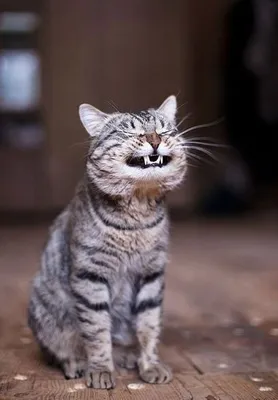 Веселые кошачьи моменты: фотографии, которые заставят вас улыбнуться