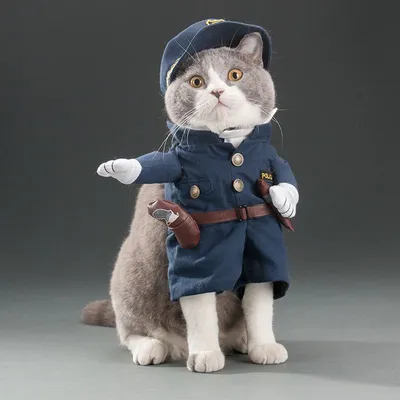 Картинка смешной кошки в Full HD