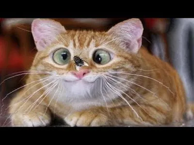 Изображение смешной кошки в формате JPG с возможностью выбора размера