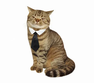 Фото смешной кошки в формате PNG с возможностью выбора размера