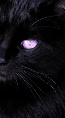 Картинку кошка с фиолетовыми глазами  фото