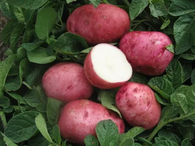 Фотография картофеля белой розы в высоком разрешении
