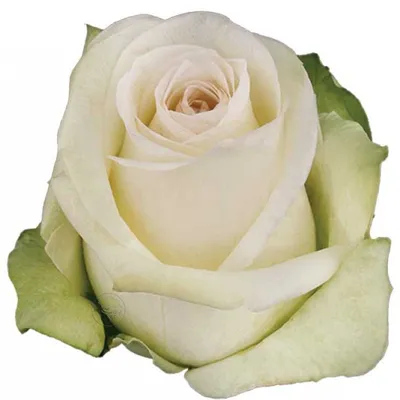 Фото Картофель белая роза в высоком разрешении: выберите формат для скачивания