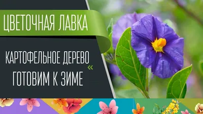 Изображение Картофельного дерева в стиле арт: уникальные работы