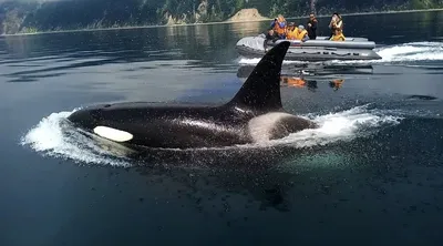 Уникальные моменты: касатки на фотографиях в море