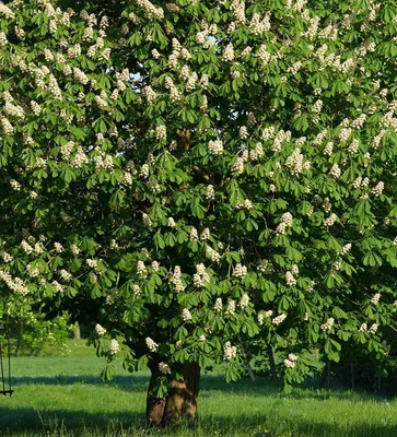 Величественное каштановое дерево: увидите на фото