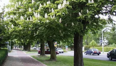 Каштан дерево: величие природы в одной фотографии