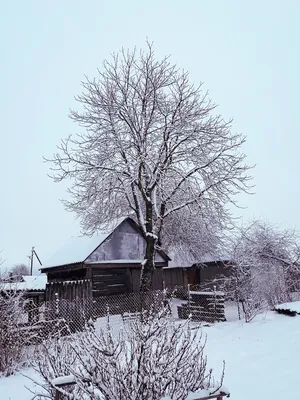 Зимний момент: Каштан на фотографии PNG