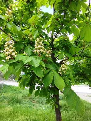 Новые фото Каштанового дерева в хорошем качестве (скачать бесплатно)