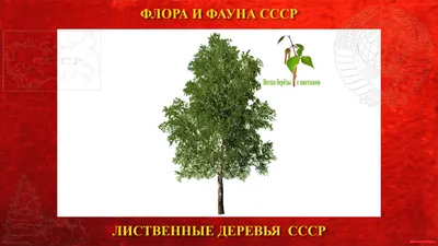Каталог деревьев: бесплатные фото в хорошем качестве