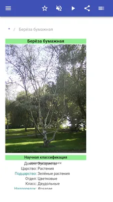 Каталог деревьев: фото в Full HD качестве