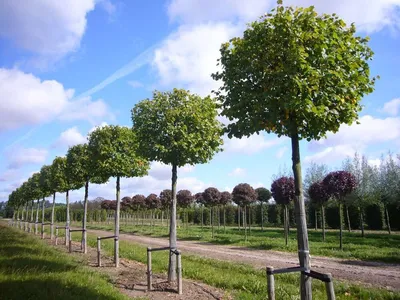 HD фото деревьев: уникальные обои для телефона