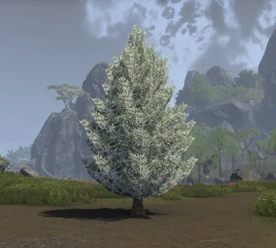 Full HD изображения деревьев: бесплатное скачивание