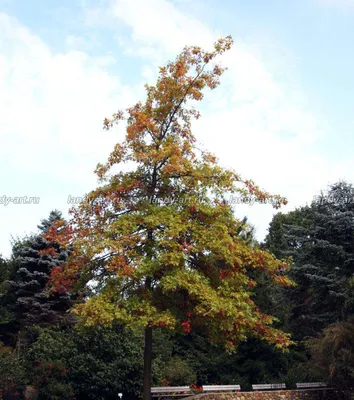 Картинки деревьев в 4K: сногсшибательная красота природы