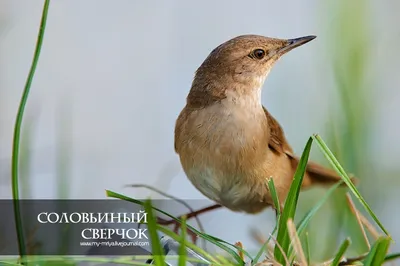 Фотографии птицы в каталоге - выберите размер и формат