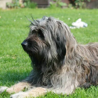 Каталонская овчарка: мощный и красивый пес