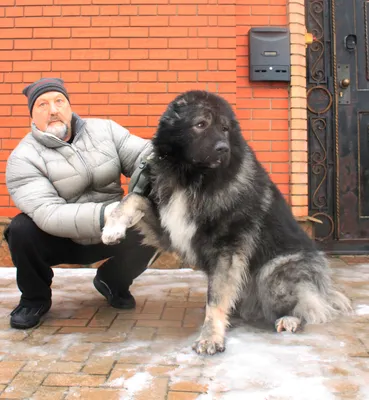 Изображение кавказца высокого качества (JPG)