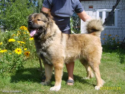 Кавказская овчарка: красивая и мощная собака
