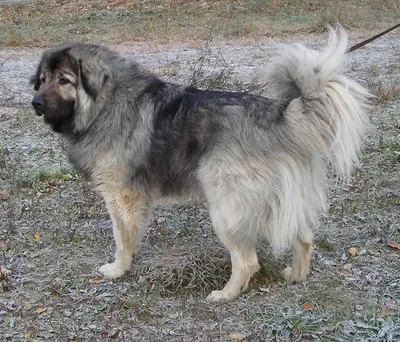 Кавказская овчарка: собака для настоящих мужчин и женщин