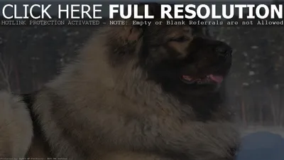 Изображения кавказской овчарки: красивый и могучий пес