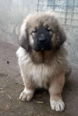 Кавказская овчарка на фото: красивый, мощный и умный пес