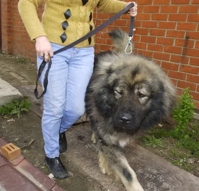 Картинки кавказской овчарки: непревзойденный пес-охранник