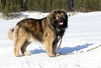 Фотографии кавказской овчарки: мощный и красивый пес