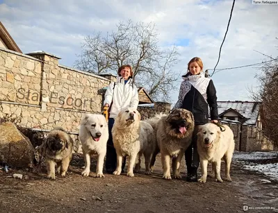 Изображения кавказской овчарки: величественный пес, достойный уважения