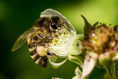 Кавказская пчела  фото