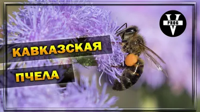 Фото Кавказской пчелы для экрана блокировки