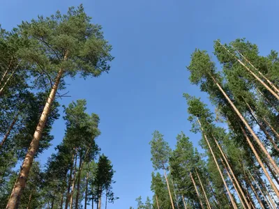 Кедровое дерево на стильной фотке