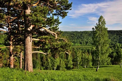 Фотографии кедрового леса: загадочность и красота в каждом кадре