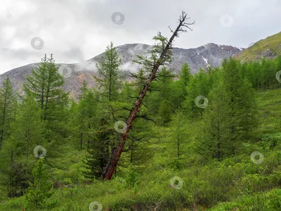 Фотк Кедрового леса для скачивания