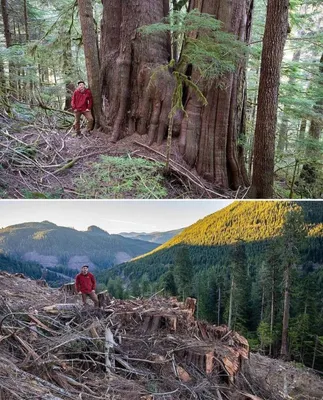 Величественные фотографии Кедрового леса