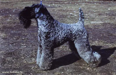 Керри-блю-терьер: фото взрослых собак