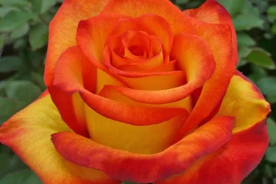 Фото розы Хай мэджик: выберите размер и формат для скачивания