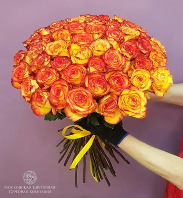 Фото розы Хай мэджик с возможностью выбора размера и формата