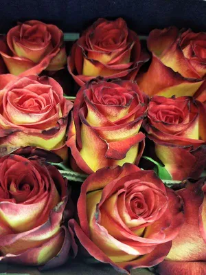 Изображение розы Хай мэджик в jpg формате: выбирайте свой размер
