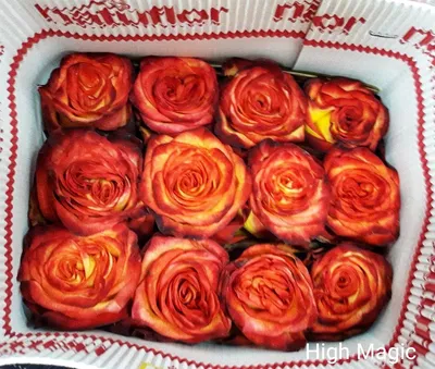 Фото розы Хай мэджик с выбором формата и размера изображения